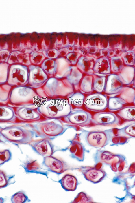 Cellules du thalle de Fucus (algue brune) x100 - gryphea.org